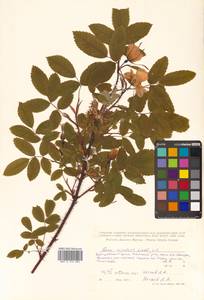 Rosa acicularis Lindl., Siberia, Russian Far East (S6) (Russia)