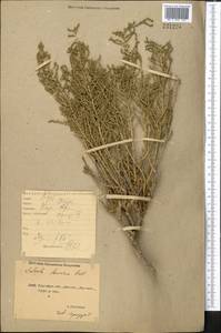 Nitrosalsola laricina (Pall.) Theodorova, Middle Asia, Northern & Central Kazakhstan (M10) (Kazakhstan)