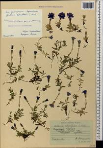 Gentiana pyrenaica L., Caucasus, Stavropol Krai, Karachay-Cherkessia & Kabardino-Balkaria (K1b) (Russia)
