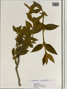 Colebrookea oppositifolia Sm., South Asia, South Asia (Asia outside ex-Soviet states and Mongolia) (ASIA) (Nepal)