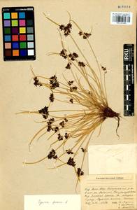 Cyperus fuscus L., Siberia, Baikal & Transbaikal region (S4) (Russia)