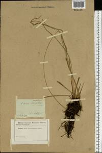 Carex cespitosa L., Eastern Europe, South Ukrainian region (E12) (Ukraine)
