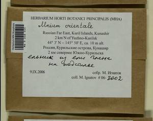 Mnium orientale R.E. Wyatt, Odrzyk. & T.J. Kop., Bryophytes, Bryophytes - Russian Far East (excl. Chukotka & Kamchatka) (B20) (Russia)