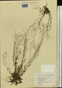 Arabidopsis arenosa subsp. arenosa, Eastern Europe, Northern region (E1) (Russia)