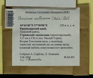 Ctenidium molluscum (Hedw.) Mitt., Bryophytes, Bryophytes - North Caucasus & Ciscaucasia (B12) (Russia)