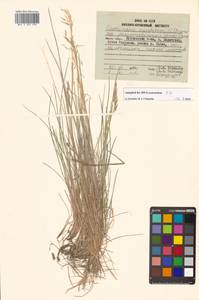 Deschampsia cespitosa (L.) P.Beauv., Siberia, Russian Far East (S6) (Russia)