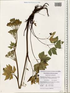 Ligusticum scoticum L., Eastern Europe, Northern region (E1) (Russia)