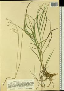 Bromus pumpellianus Scribn., Siberia, Yakutia (S5) (Russia)