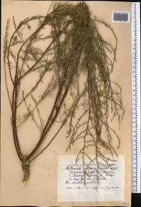 Artemisia scoparia Waldst. & Kit., Middle Asia, Caspian Ustyurt & Northern Aralia (M8) (Kazakhstan)