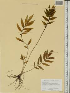 Valeriana rossica P. A. Smirn., Eastern Europe, Central region (E4) (Russia)