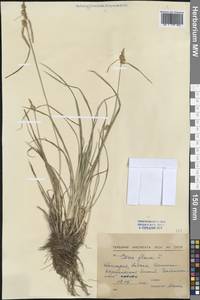 Carex flava L., Western Europe (EUR) (Bulgaria)