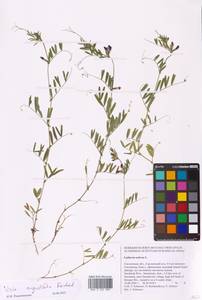 Vicia sativa subsp. nigra Ehrh., Eastern Europe, Western region (E3) (Russia)