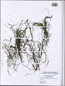 Potamogeton berchtoldii Fieber, Eastern Europe, Central region (E4) (Russia)