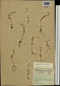 Epilobium palustre L., Eastern Europe, Northern region (E1) (Russia)