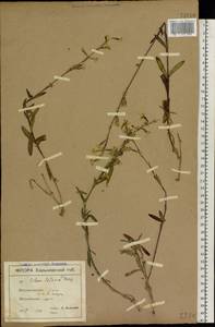 Silene tatarica (L.) Pers., Eastern Europe, North Ukrainian region (E11) (Ukraine)