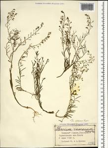 Thesium ramosum Hayne, Caucasus, Stavropol Krai, Karachay-Cherkessia & Kabardino-Balkaria (K1b) (Russia)