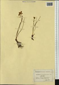 Narcissus assoanus Dufour ex Schult. & Schult.f., Western Europe (EUR) (France)