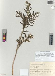 Tanacetum vulgare subsp. vulgare, Siberia, Altai & Sayany Mountains (S2) (Russia)