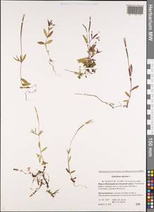 Epilobium anagallidifolium Lam., Siberia, Western Siberia (S1) (Russia)