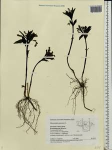 Mercurialis perennis L., Eastern Europe, Central region (E4) (Russia)