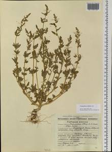 Chenopodium acerifolium Andrz., Siberia, Chukotka & Kamchatka (S7) (Russia)