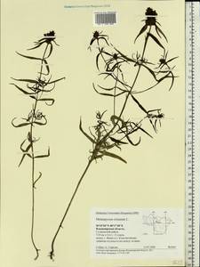 Melampyrum cristatum L., Eastern Europe, Central region (E4) (Russia)