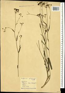 Bupleurum polyphyllum Ledeb., Caucasus, Armenia (K5) (Armenia)