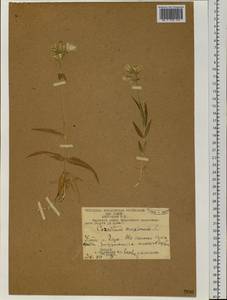Dichodon maximum (L.) Á. Löve & D. Löve, Siberia, Chukotka & Kamchatka (S7) (Russia)