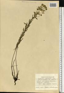 Euphorbia seguieriana Neck., Eastern Europe, South Ukrainian region (E12) (Ukraine)