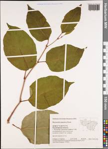 Reynoutria japonica Houtt., Eastern Europe, Central region (E4) (Russia)