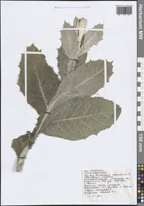 Onopordum acanthium L., Eastern Europe, Central forest-and-steppe region (E6) (Russia)