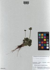 Primula cortusoides L., Siberia, Altai & Sayany Mountains (S2) (Russia)