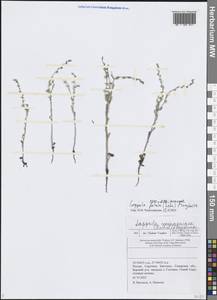 Lappula patula (Lehm.) Menyh., Eastern Europe, Middle Volga region (E8) (Russia)