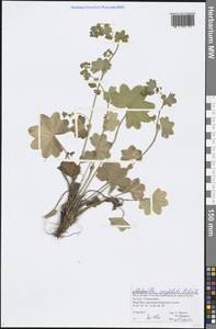 Alchemilla conglobata H. Lindb., Eastern Europe, Northern region (E1) (Russia)