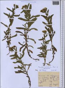 Achillea alpina subsp. camtschatica (Heimerl) Kitam., Siberia, Russian Far East (S6) (Russia)
