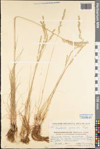 Koeleria pyramidata (Lam.) P.Beauv., Eastern Europe, North Ukrainian region (E11) (Ukraine)