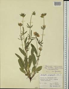 Anthyllis vulneraria subsp. polyphylla (DC.) Nyman, Eastern Europe, Belarus (E3a) (Belarus)