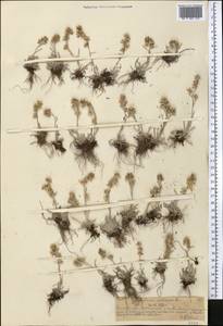 Omalotheca supina (L.) Cass., Middle Asia, Northern & Central Tian Shan (M4) (Kazakhstan)