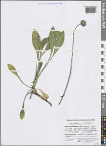 Cephalaria coriacea (Willd.) Roem. & Schult. ex Steud., Caucasus, Krasnodar Krai & Adygea (K1a) (Russia)