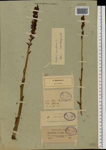 Anacamptis coriophora (L.) R.M.Bateman, Pridgeon & M.W.Chase, Eastern Europe, North-Western region (E2) (Russia)