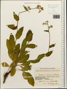 Hesperis matronalis subsp. voronovii (N. Busch) P.W. Ball, Caucasus, Stavropol Krai, Karachay-Cherkessia & Kabardino-Balkaria (K1b) (Russia)