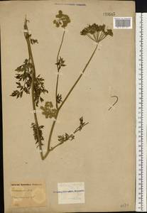 Selinum carvifolia (L.) L., Eastern Europe, Central region (E4) (Russia)