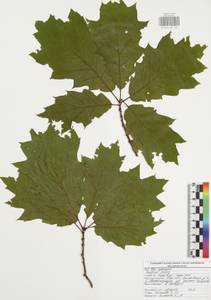 Quercus rubra L., Eastern Europe, Central region (E4) (Russia)