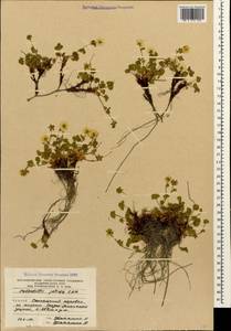Potentilla crantzii subsp. gelida (C. A. Mey.) Soják, Caucasus, South Ossetia (K4b) (South Ossetia)