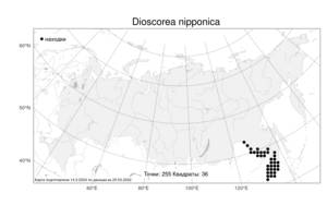 Dioscorea nipponica Makino, Atlas of the Russian Flora (FLORUS) (Russia)