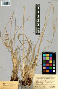 Festuca altaica Trin., Siberia, Baikal & Transbaikal region (S4) (Russia)