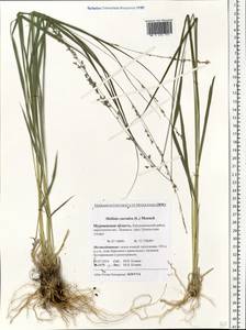 Molinia caerulea (L.) Moench, Eastern Europe, Northern region (E1) (Russia)