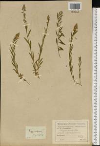 Polygala comosa Schkuhr, Eastern Europe, Moscow region (E4a) (Russia)