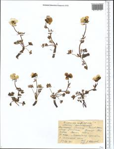 Ranunculus rufosepalus Franch., Middle Asia, Western Tian Shan & Karatau (M3) (Kazakhstan)