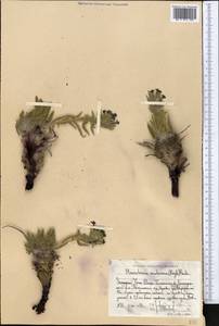 Arnebia euchroma subsp. euchroma, Middle Asia, Western Tian Shan & Karatau (M3) (Uzbekistan)